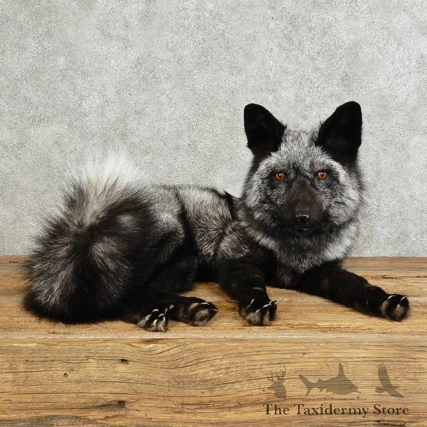 Silver Fox Life-Size Mount For Sale #16097 @ The Taxidermy Store