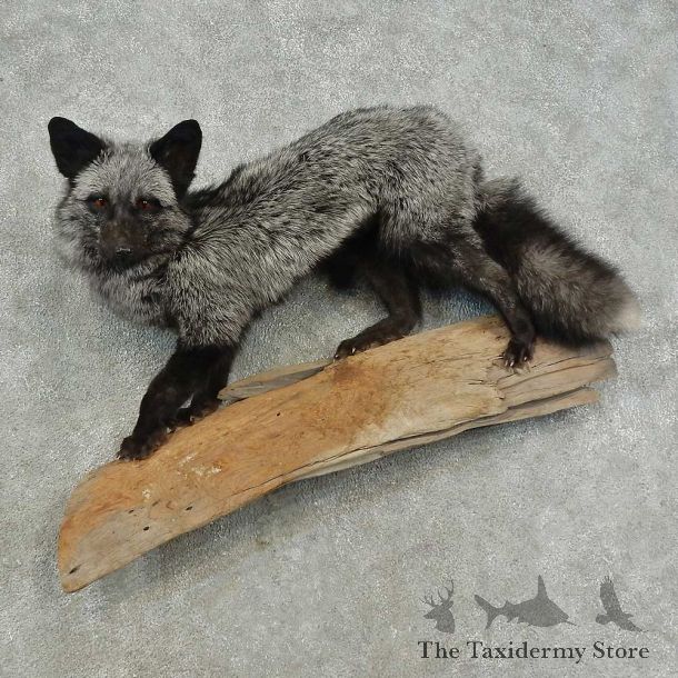 Silver Fox Life-Size Mount For Sale #16702 @ The Taxidermy Store