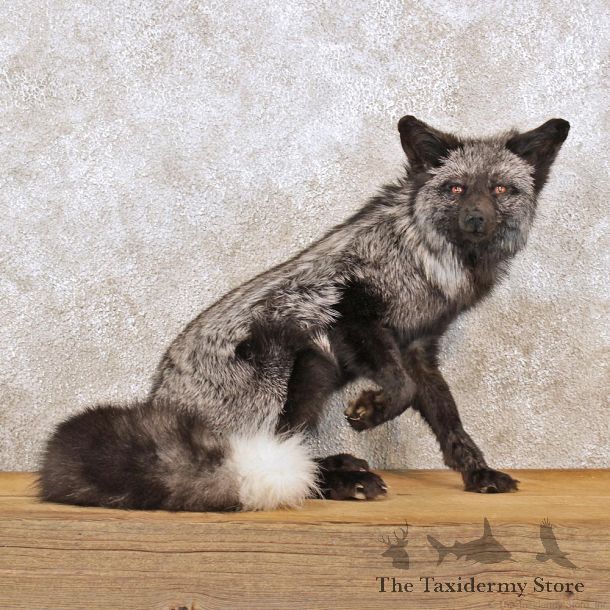 Silver Fox Sitting Life Size Taxidermy Mount #12292 For Sale @ The Taxidermy Store