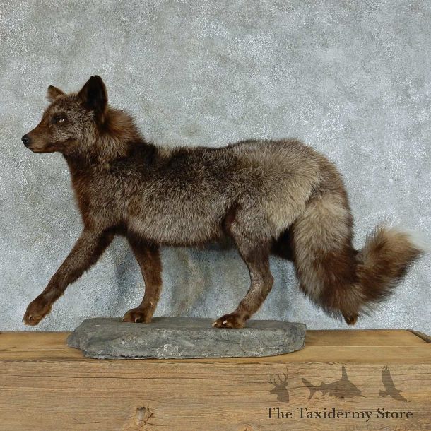 Silver Fox Life-Size Taxidermy Mount #13371 For Sale @ The Taxidermy Store