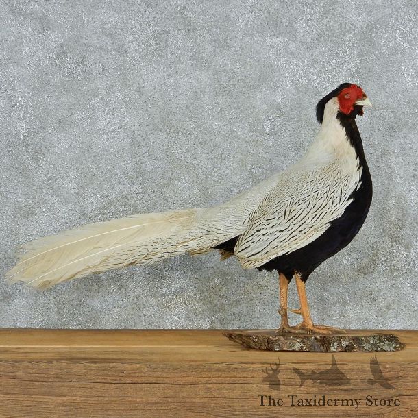 Standing Silver Pheasant Life-Size Taxidermy Mount #13054 For Sale @ The Taxidermy Store