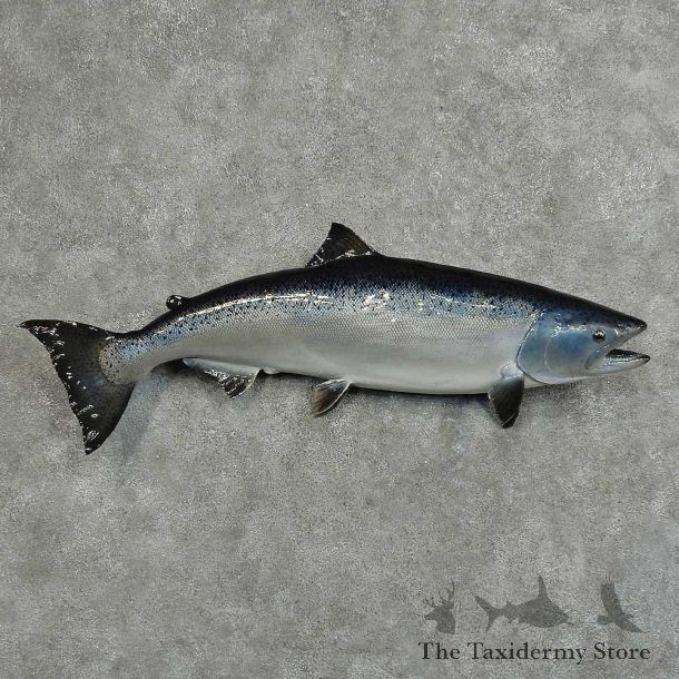 Silver Salmon Fish Mount For Sale #16054 @ The Taxidermy Store