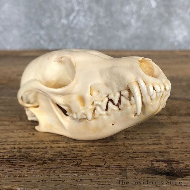 Silver Fox Full Skull Mount For Sale #19836 @ The Taxidermy Store