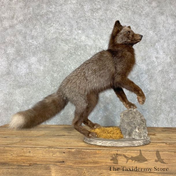 Silver Fox Life-Size Mount For Sale #23498 @ The Taxidermy Store