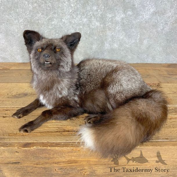 Silver Fox Life-Size Mount For Sale #23631 @ The Taxidermy Store