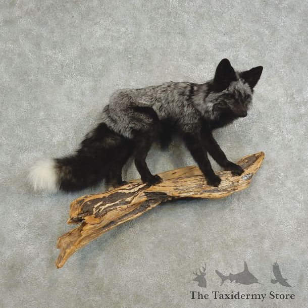 Silver Fox Life-Size Mount For Sale #17042 @ The Taxidermy Store