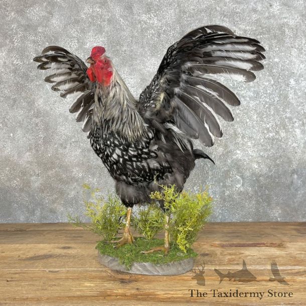 Silver Laced Wyandotte Chicken Rooster Bird Mount For Sale #25346 @ The Taxidermy Store