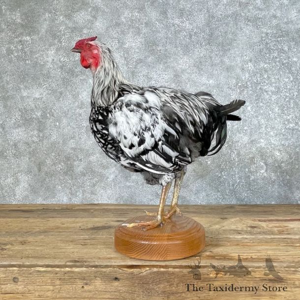 Silver Laced Wyandotte Chicken Rooster Bird Mount For Sale #25349 @ The Taxidermy Store