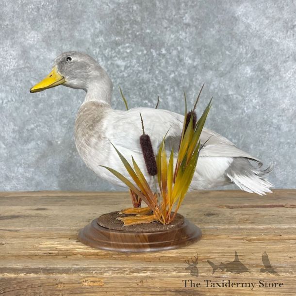 Silver Mallard Duck Mount For Sale #27362 @ The Taxidermy Store
