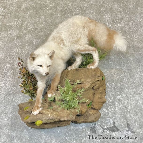 Silver Marble Fox Life-Size Taxidermy Mount For Sale #26596 @ The Taxidermy Store