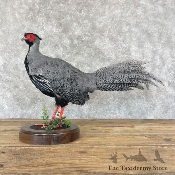 Silver/Ringneck Cross Pheasant Life-Size Mount #26445 For Sale @ The Taxidermy Store