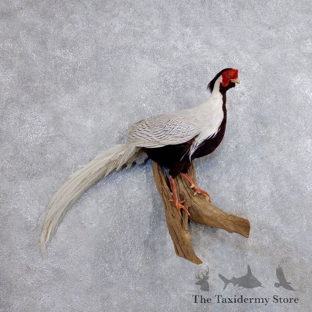 Silver Pheasant Flying Taxidermy Bird Mount #18683 For Sale @ The Taxidermy Store