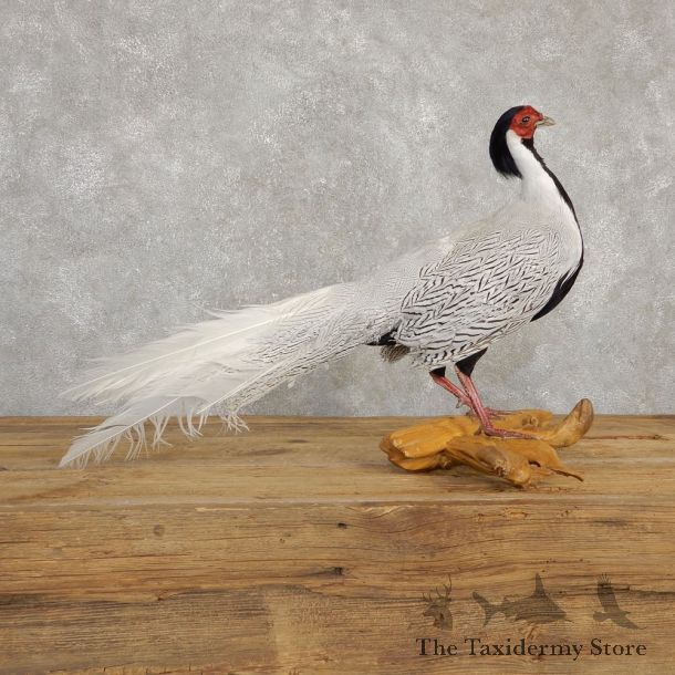 Silver Pheasant Taxidermy Bird Mount #20241 For Sale @ The Taxidermy Store