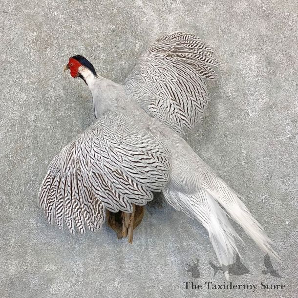 Silver Pheasant Taxidermy Bird Mount #21626 For Sale @ The Taxidermy Store