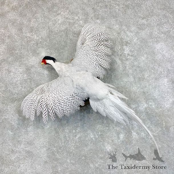 Silver Pheasant Taxidermy Bird Mount #22807 For Sale @ The Taxidermy Store