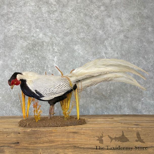 Silver Pheasant Taxidermy Bird Mount #24137 For Sale @ The Taxidermy Store