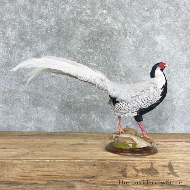 Silver Pheasant Taxidermy Bird Mount #24692 For Sale @ The Taxidermy Store