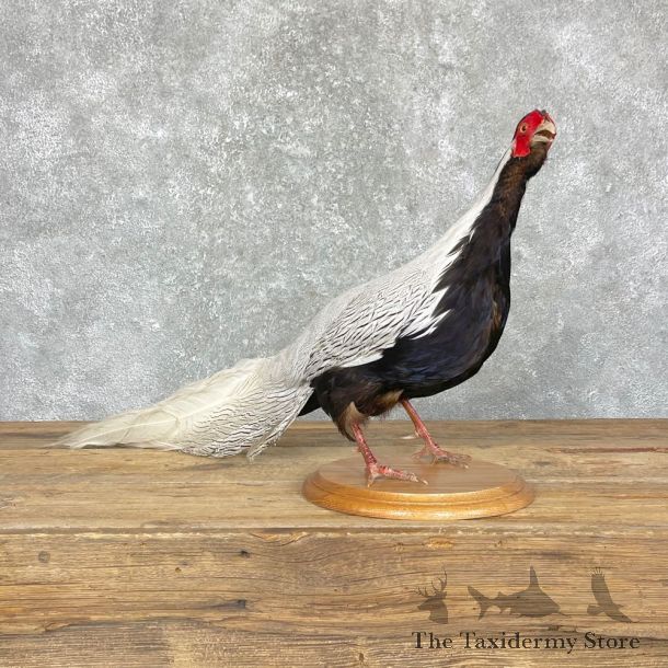 Silver Pheasant Taxidermy Bird Mount #24693 For Sale @ The Taxidermy Store