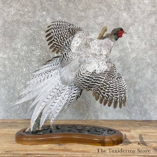 Silver/Ringneck Cross Pheasant Life-Size Mount #26445 For Sale @ The Taxidermy Store