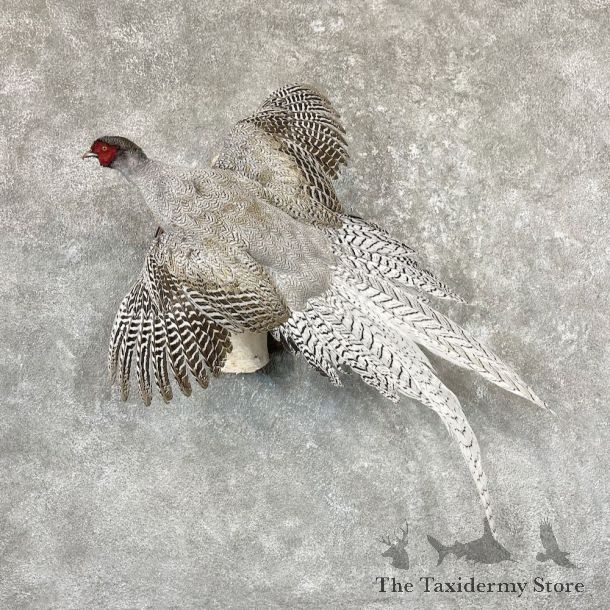 Silver/Ringneck Cross Pheasant Life-Size Mount For Sale #26510 @ The Taxidermy Store