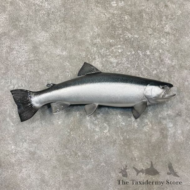 Silver Salmon Fish Mount For Sale #27697 @ The Taxidermy Store