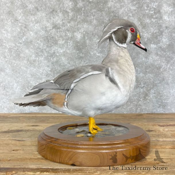 Silver Wood Duck Bird Mount For Sale #28541 - The Taxidermy Store