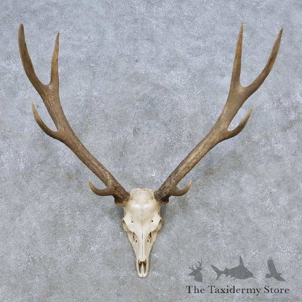Sika Deer Skull Antler European Mount For Sale #14550 @ The Taxidermy Store