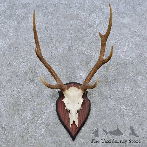 Sika Deer Skull Antler European Mount For Sale #14552 @ The Taxidermy Store