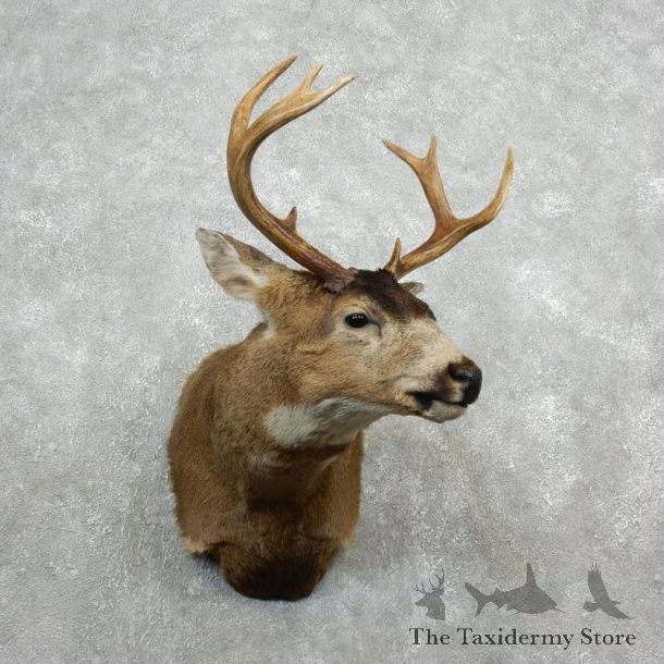 Sitka Blacktail Deer Shoulder Mount For Sale #18092 For Sale @ The Taxidermy Store