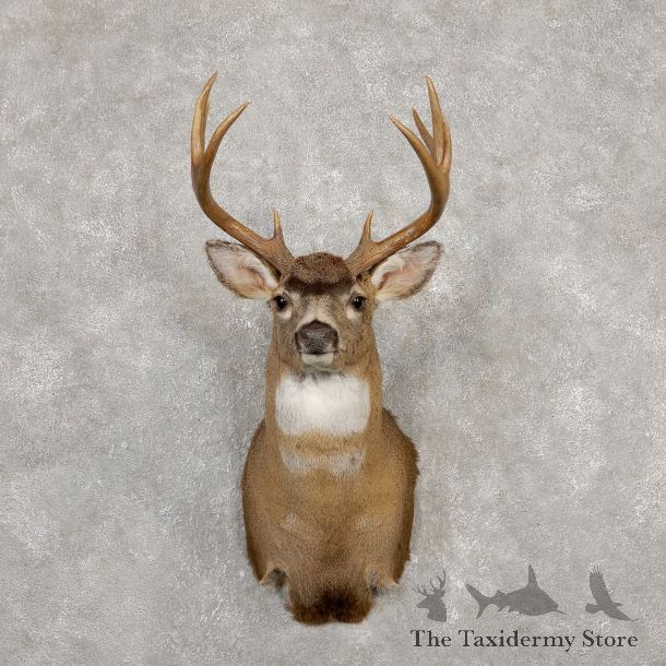 Sitka Blacktail Deer Shoulder Mount For Sale #19922 For Sale @ The Taxidermy Store