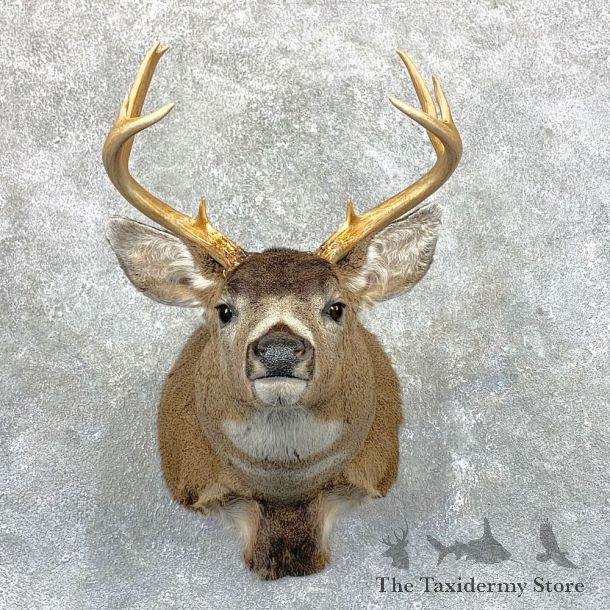 Sitka Blacktail Deer Shoulder Mount For Sale #23527 For Sale @ The Taxidermy Store