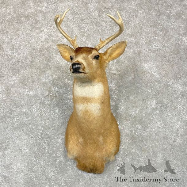 Sitka Blacktail Deer Shoulder Mount For Sale #24923 For Sale @ The Taxidermy Store