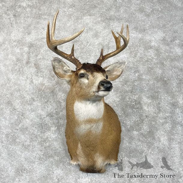 Sitka Blacktail Deer Shoulder Mount For Sale #28461 @ The Taxidermy Store