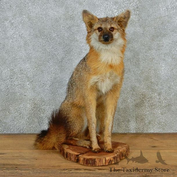 Gray Fox Sitting Taxidermy Mount #12674 For Sale @ The Taxidermy Store