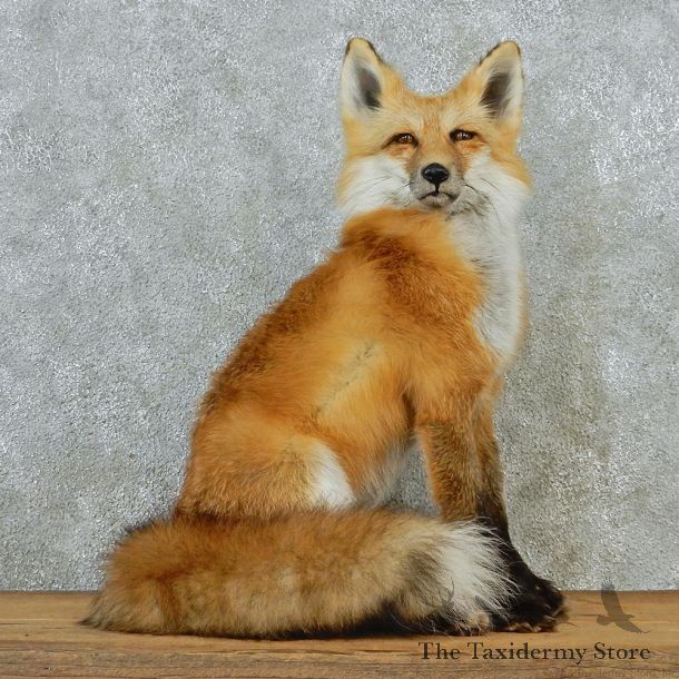 Alaskan Red Fox Sitting Taxidermy Mount #12669 For Sale @ The Taxidermy Store
