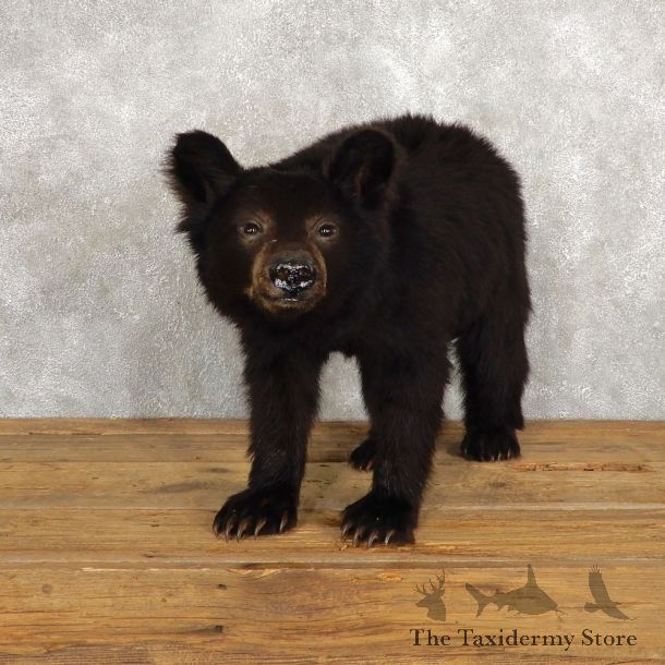 Sitting Black Bear Cub Mount #18789 For Sale @ The Taxidermy Store