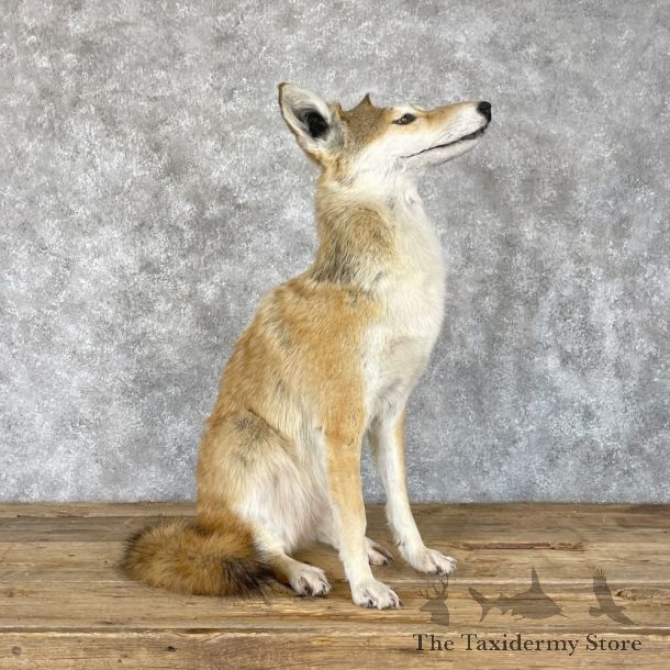 Sitting Coyote Life Size Mount For Sale #28244 @ The Taxidermy Store