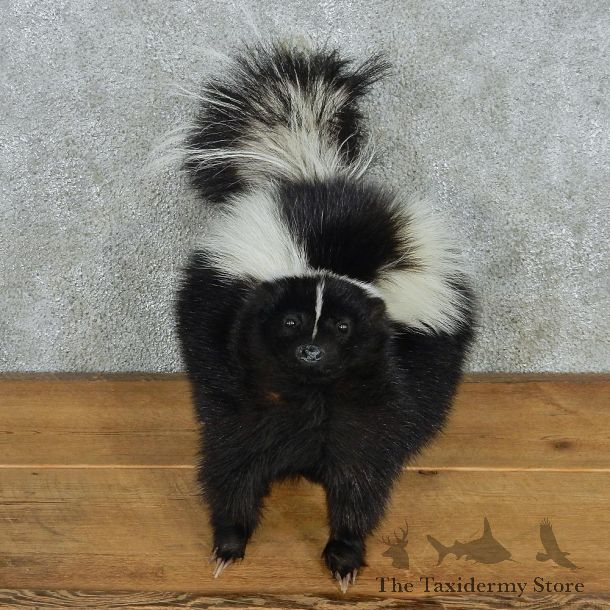 Standing Striped Skunk Life-Size Mount #13022 For Sale @ The Taxidermy Store