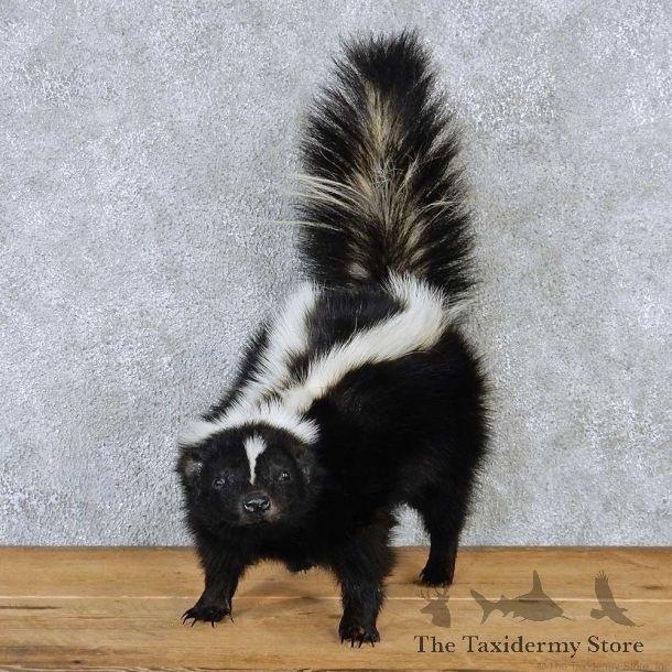 Life-Size Skunk Taxidermy Mount #13182 For Sale @ The Taxidermy Store