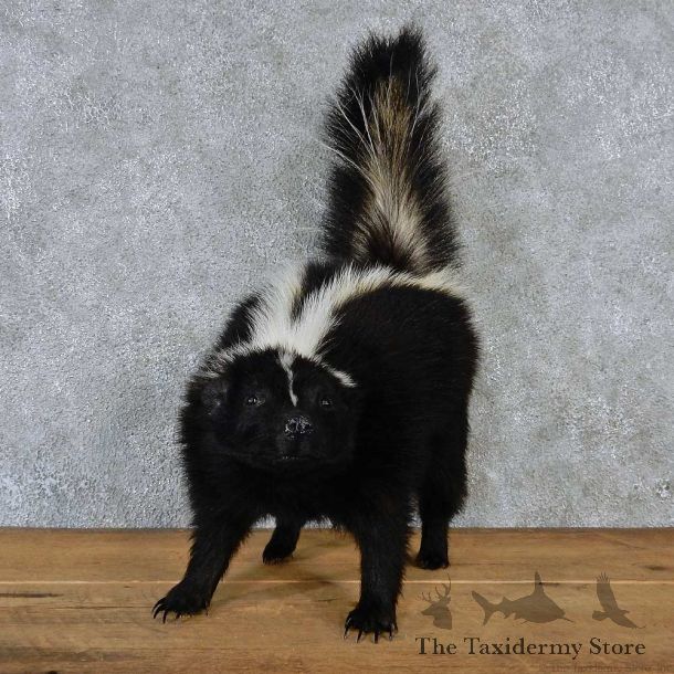 Life-Size Skunk Taxidermy Mount #13183 For Sale @ The Taxidermy Store