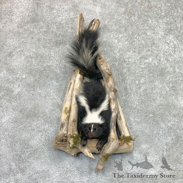 Skunk Half Life-Size Taxidermy Mount #22462 For Sale @ The Taxidermy Store