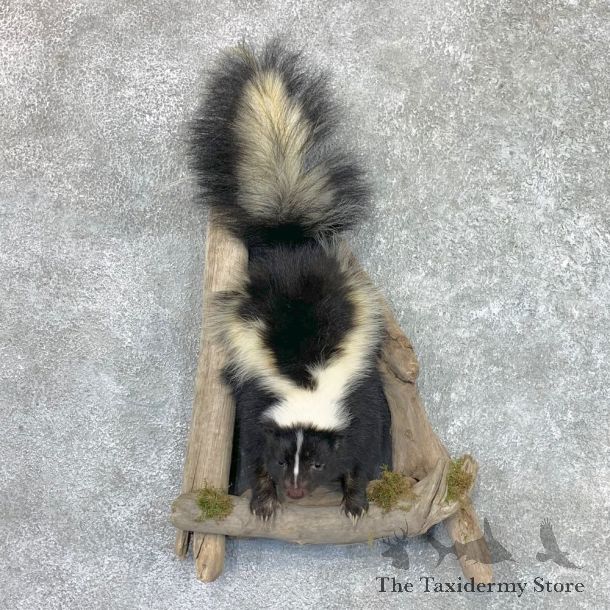 Skunk Half Life-Size Taxidermy Mount #22463 For Sale @ The Taxidermy Store