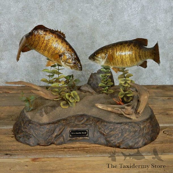 Smallmouth Bass Pair Taxidermy Mount #13679 For Sale @ The Taxidermy Store