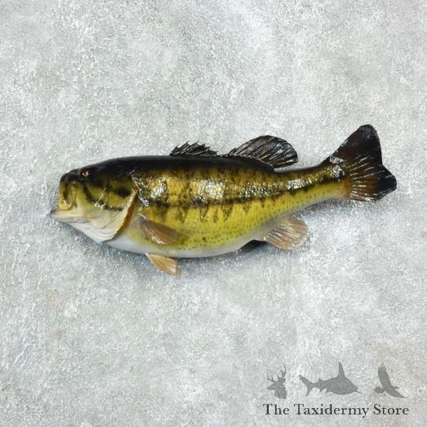Largemouth Bass Fish Mount For Sale #17938 @ The Taxidermy Store