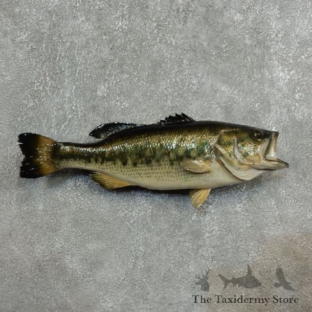 Smallmouth Bass Fish Mount For Sale #17773 @ The Taxidermy Store
