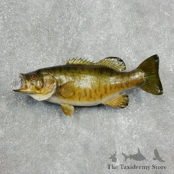 Smallmouth Bass Fish Mount For Sale #17800 @ The Taxidermy Store