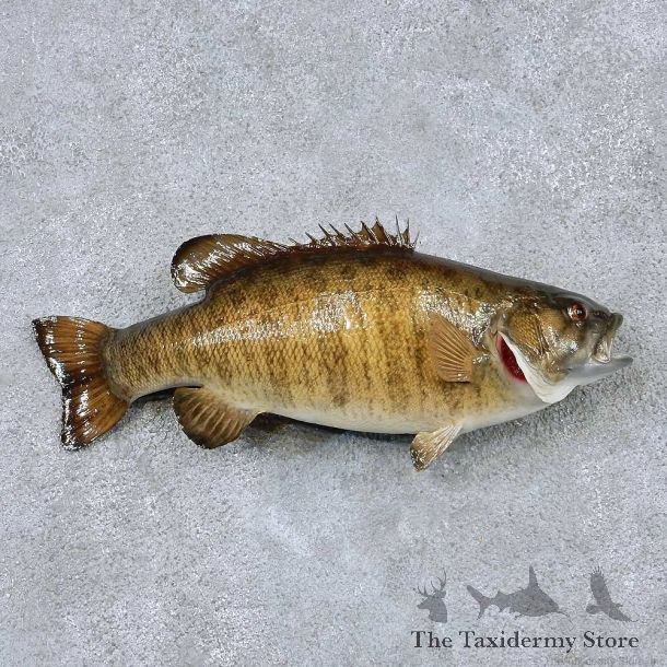 Smallmouth Bass Taxidermy Fish Mount #13870 For Sale @ The Taxidermy Store