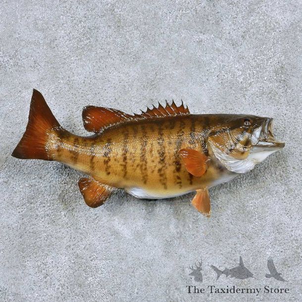 Smallmouth Bass Taxidermy Fish Mount #13871 For Sale @ The Taxidermy Store