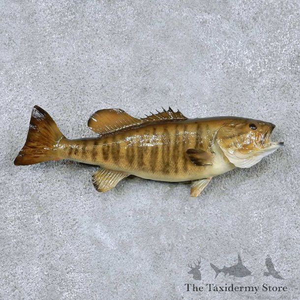 Smallmouth Bass Taxidermy Fish Mount #13873 For Sale @ The Taxidermy Store