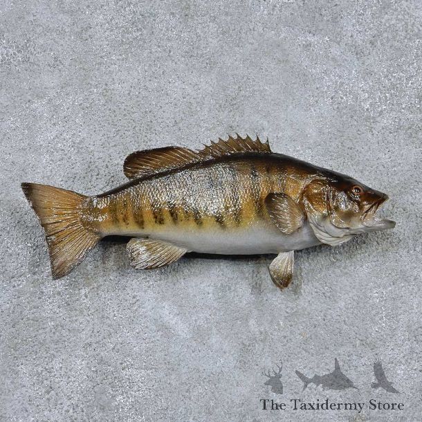 Smallmouth Bass Taxidermy Fish Mount #13874 For Sale @ The Taxidermy Store